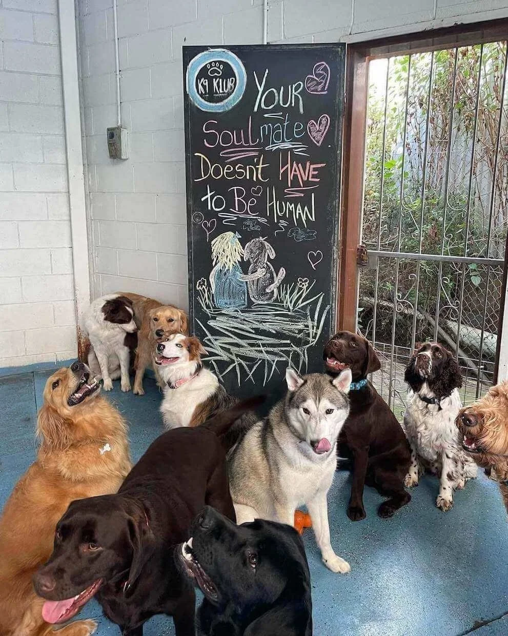 Puppy daycare near me sales